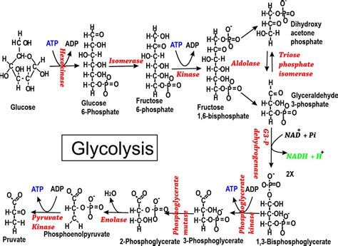 Glycolysis - Study Solutions