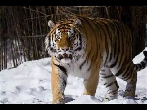 Wild Amur Tigers - Animal fight club