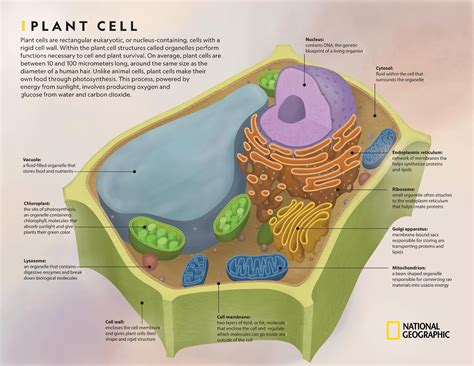 Simple Plant Cell Diagram And Functions - Plant Cell The Definitive Guide Biology Dictionary ...