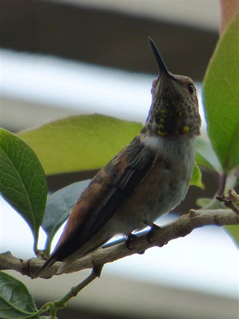 Geotripper's California Birds: Allen's Hummingbird in Costa Mesa (Maybe)