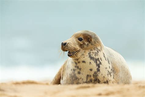 Grey Seals - Nigel Spencer Photography