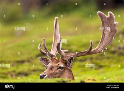 A fallow deer with antlers in portrait Stock Photo - Alamy