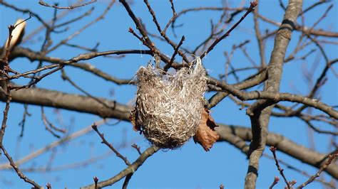 Wildlife Lane: Baltimore Oriole Nest