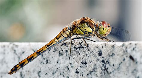 3840x2130 dragonfly 4k high resolution wallpaper Dragonfly Insect ...