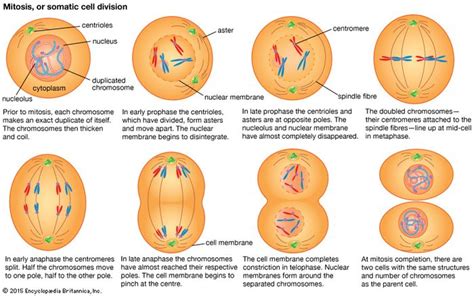 Cell - Cell division and growth | Britannica.com