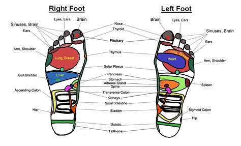 Foot Massage Chart / Reflexology Charts