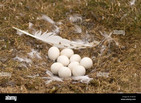 snowy owl Nycttea scandiaca nest filled with eggs on the tundra ...