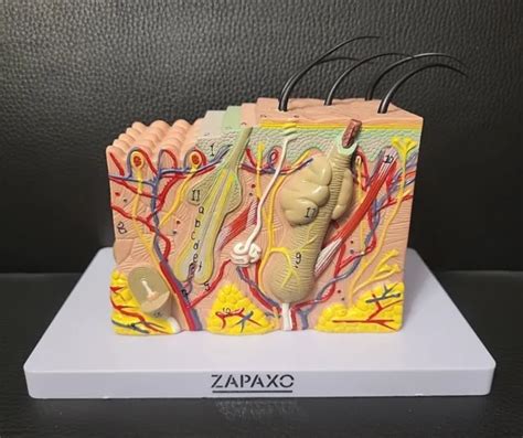 ZAPAXO SKIN LAYERS of Hair Tissue Structure Human Skin Teaching Anatomy Model $36.50 - PicClick