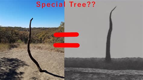 Special tree sighting?? #themonumentmythos - YouTube