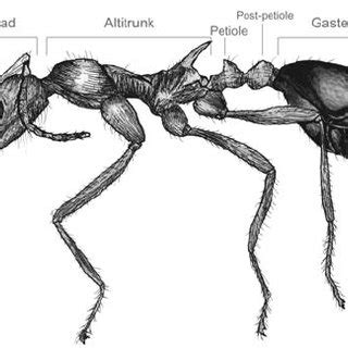 The anatomy of a standard ant. The nomencla- ture of ant body segments... | Download Scientific ...