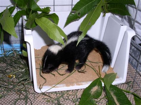 THHEY ARE VERY EASY TO LITTER BOX TRAIN | Baby skunks, Litter box, Litter