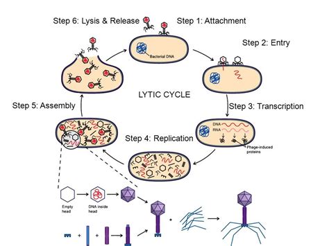 Diagram of Lytic cycle | Quizlet