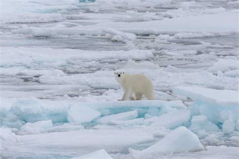 Why There Are No Polar Bears in Antarctica? – cue media