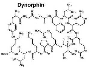 Dynorphin - MedFriendly.com