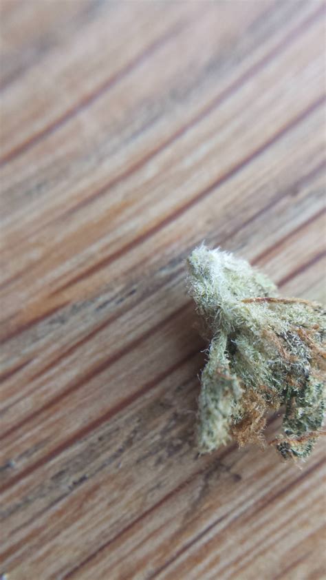 Mold or just trichomes? | Grasscity Forums - The #1 Marijuana Community ...