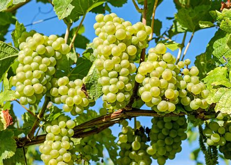 Grapes: Planting, Growing, and Harvesting Grape Vines | The Old Farmer ...