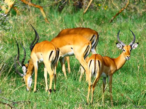 gazelle or impala, gazelles of serengeti : Story of Africa