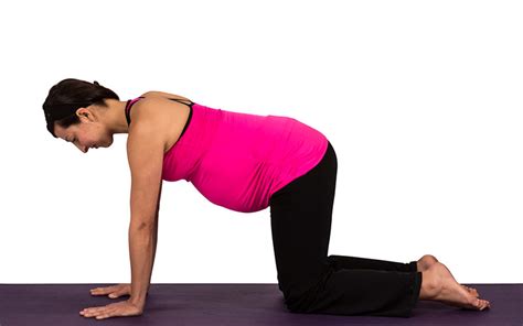 Cat Pose - Ideal for pregnant women practicing prenatal yoga - The Dolphin Method