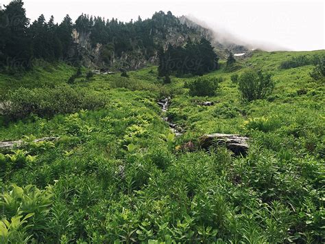 "Alpine Meadow Hiking Trail In Washington" by Stocksy Contributor ...