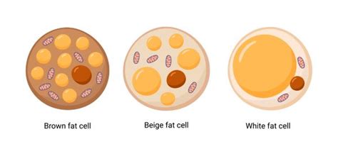 Fat Cells Human Body