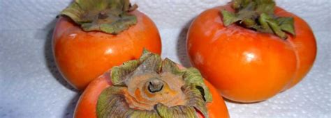 Persimmon Tree Care - Port Kells Nurseries