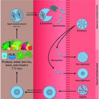 Comparison of genomic features of apicomplexan parasites. | Download Scientific Diagram