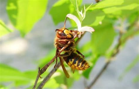 Honey Bee Vs Yellow Jacket - Beekeeping 101