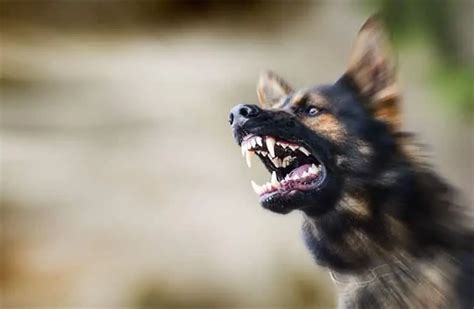 Rage Syndrome In Dogs - Symptoms, Causes, And Treatments