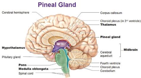 Open Third Eye Pineal Gland Instantly and Quickly