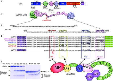 Von Willebrand factor (VWF) and its exosite interactions with ADAMTS13 ...