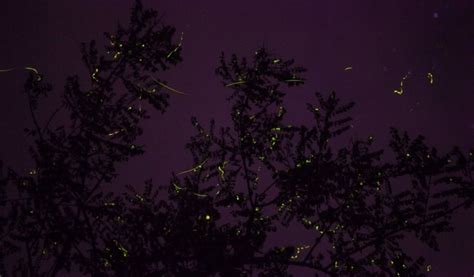 Fireflies Festival Naneghat Caves Trek