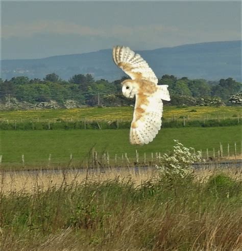 Barn Owl Wingspan - Cresswell Ponds | Mark Gillingham | Flickr