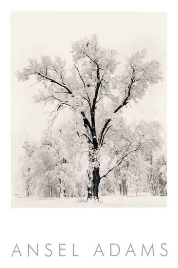 'Oak Tree' Art Print - Ansel Adams | Art.com | Ansel adams, Black and white landscape, Tree art