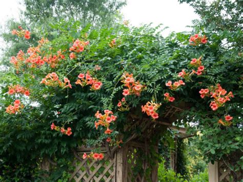 How To Grow and Care for Trumpet Vine - World of Flowering Plants