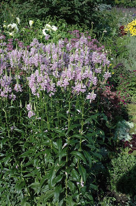 Obedient Plant (Physostegia virginiana) in Naperville Aurora Batavia ...