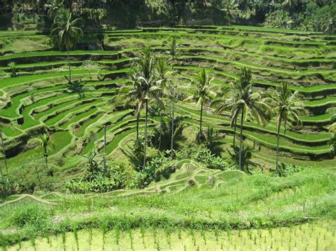 Tegallalang Rice Terraces, Bali | Entrance Fee, Swing, Cafes, Tours