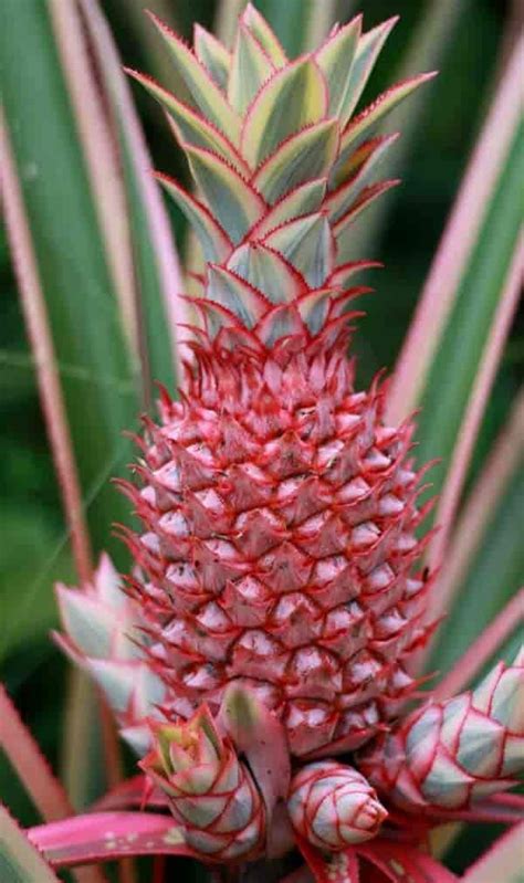 Pink Pineapple Plant: Learn Growing And Care Of Ananas Comosus ...