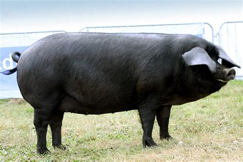 Large Black Pig | NatureRules1 Wiki | Fandom