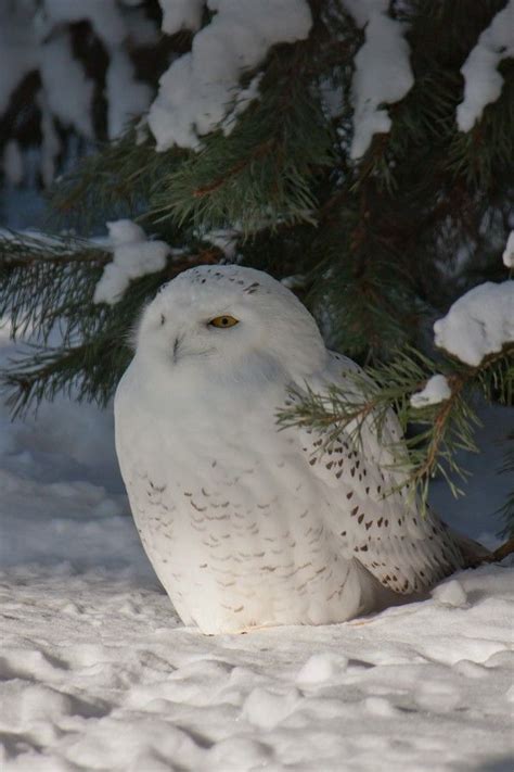 1000+ images about Snowy Owls on Pinterest | A meme, Nature photography ...