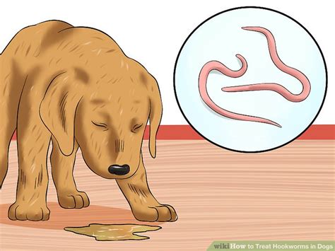 How to Treat Hookworms in Dogs: 14 Steps (with Pictures) - wikiHow Pet