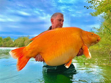 67 Pound Goldfish Caught In France - Non-Sports items - MWC Message Board