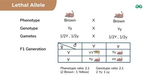 Lethal Allele - Definition, Examples, & its Types - GeeksforGeeks