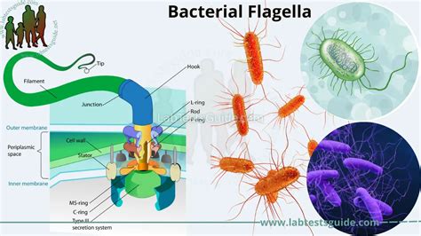 Bacterial Flagella: Structure, Function, and Significance in Microbial Communities