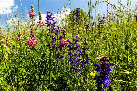 Wildflowers and grass 2972956 Stock Photo at Vecteezy