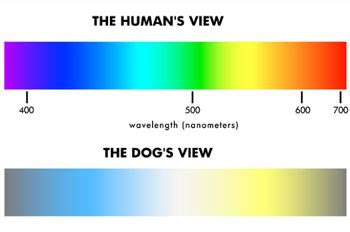 dog vision | Colourchat