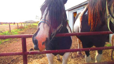 The Horses Eating Apples - YouTube