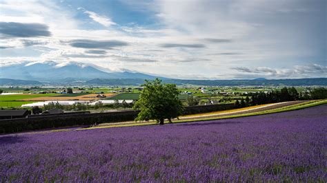 Download wallpaper 3840x2160 lavender, flowers, field, tree, houses 4k uhd 16:9 hd background