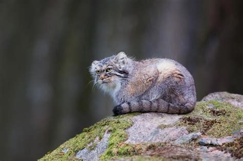 Premium Photo | Gorgeous 4k image of a lynx cat cub amidst the winter ...