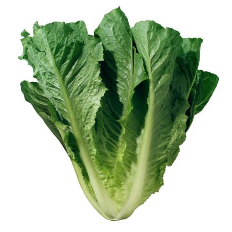 Romaine Lettuce - Greenhouse Towers