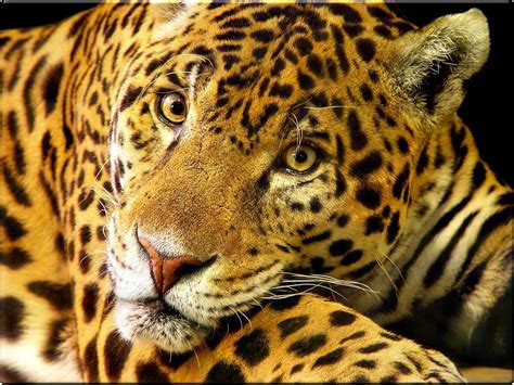 Wallpaper Animal: Jaguar